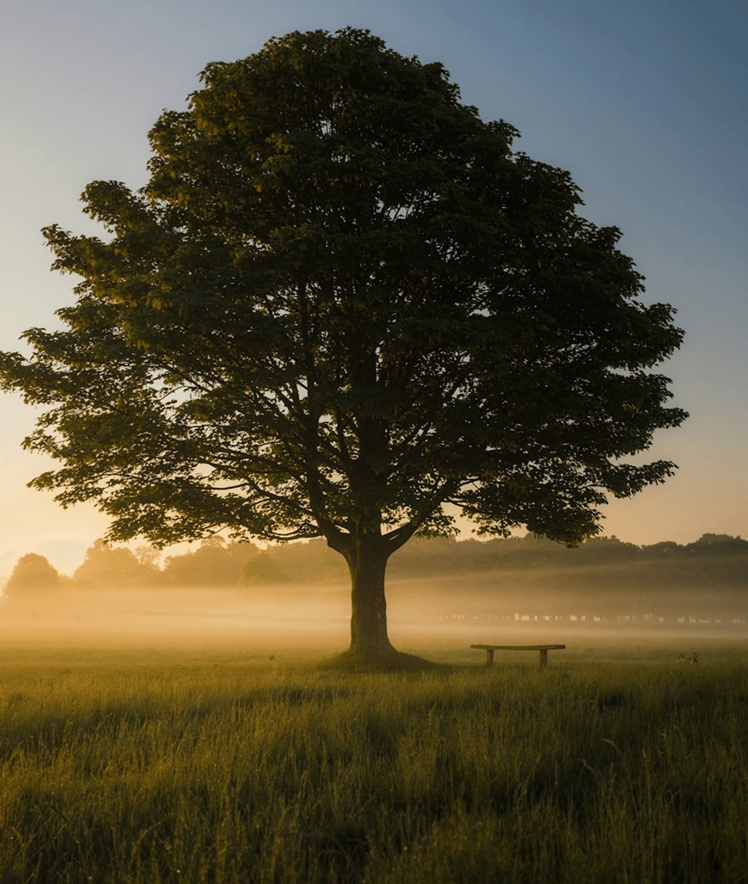 Landschaft mit Baumbestand als Ausgleichsflache