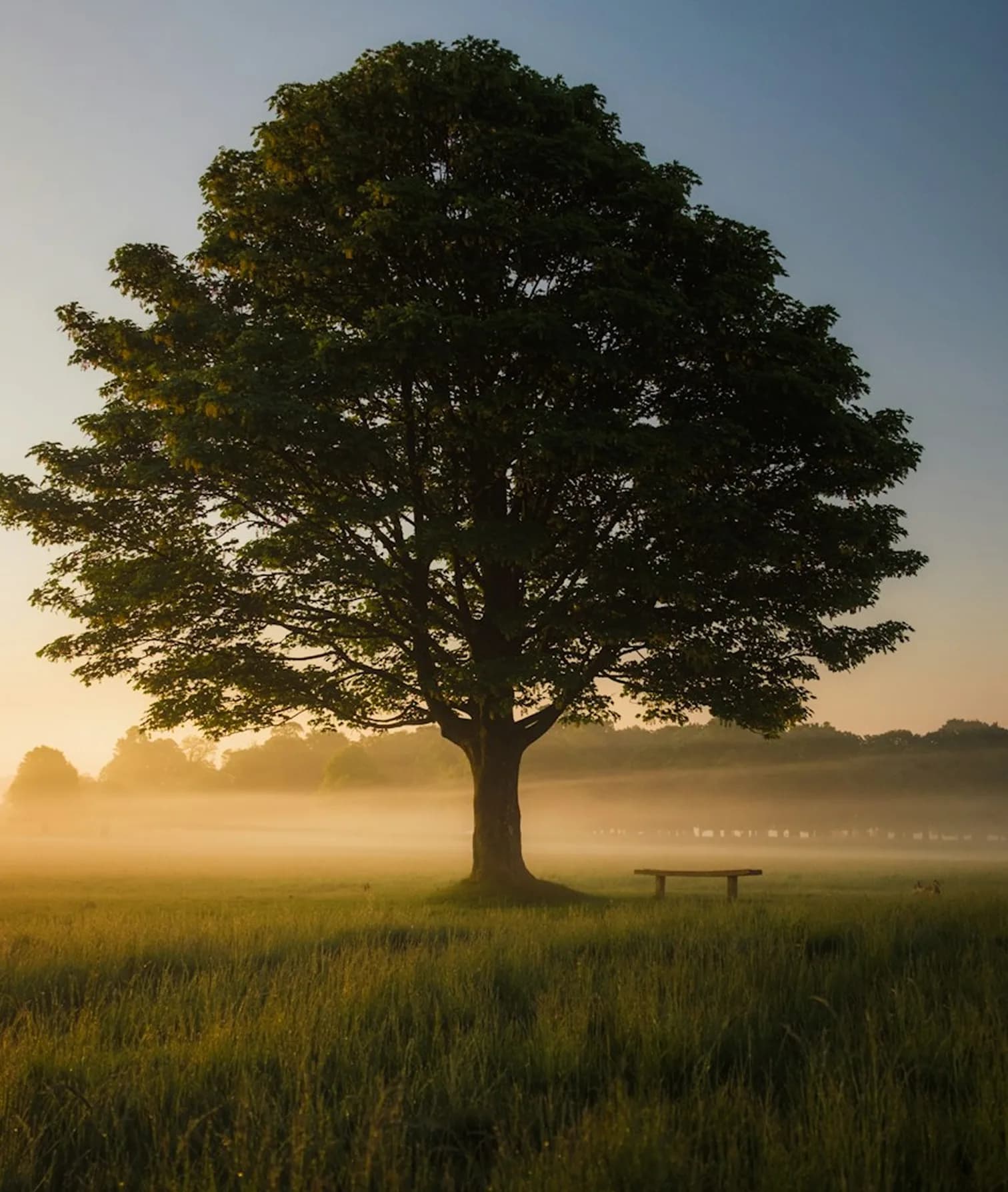 Landschaft mit Baumbestand als Ausgleichsflache