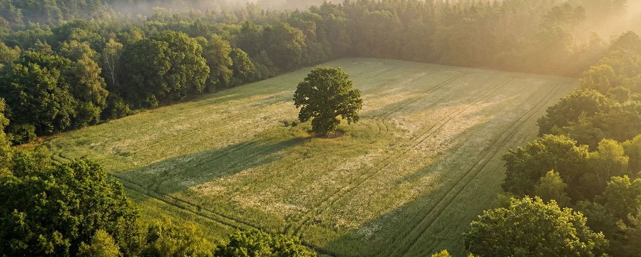Luftaufnahme grüner Felder – Kompensationsflächen für Landeigentümer